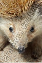 Hedgehog - Erinaceus europaeus